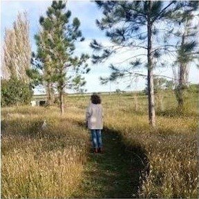 Sendero entre pastizales y pinos
