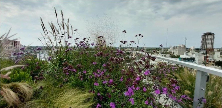 Terraza verde con verbenas, salvias y gramíneas sobre la ciudad