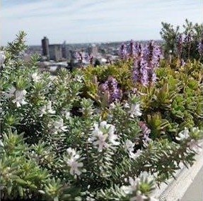 Jardinera florecida con la ciudad de fondo