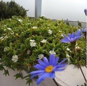 Margaritas azules en jardinera