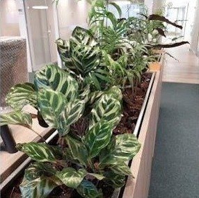 Jardinera con calatheas junto a los escritorios