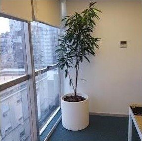 Maceta de fibrocemento con árbol junto al ventanal