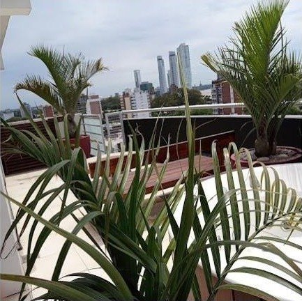 Palmeras con vista a los edificios de Rosario