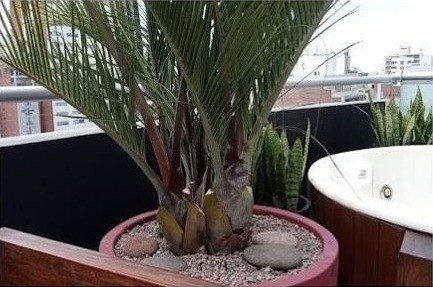 Palmera en maceta junto al hidromasaje