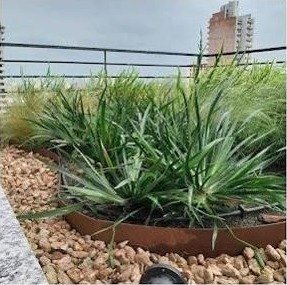 Cantero con borde de acero y gramíneas